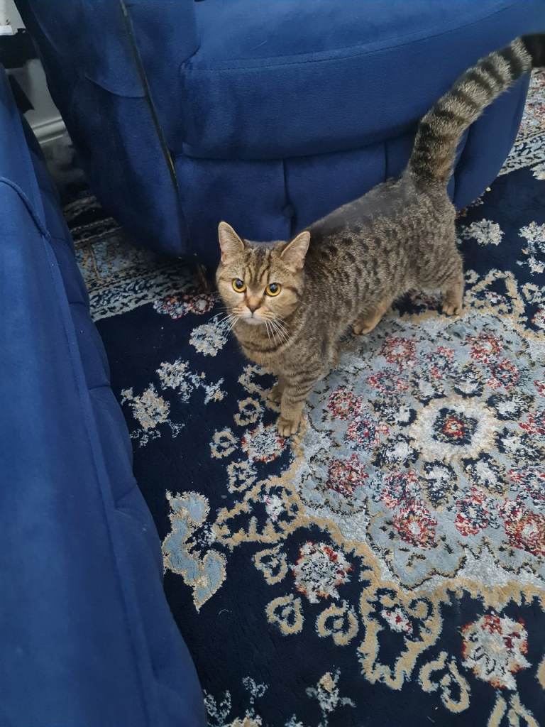 Mixed british short hair cat female 