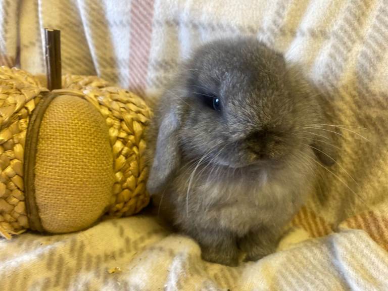image for Mini lop 