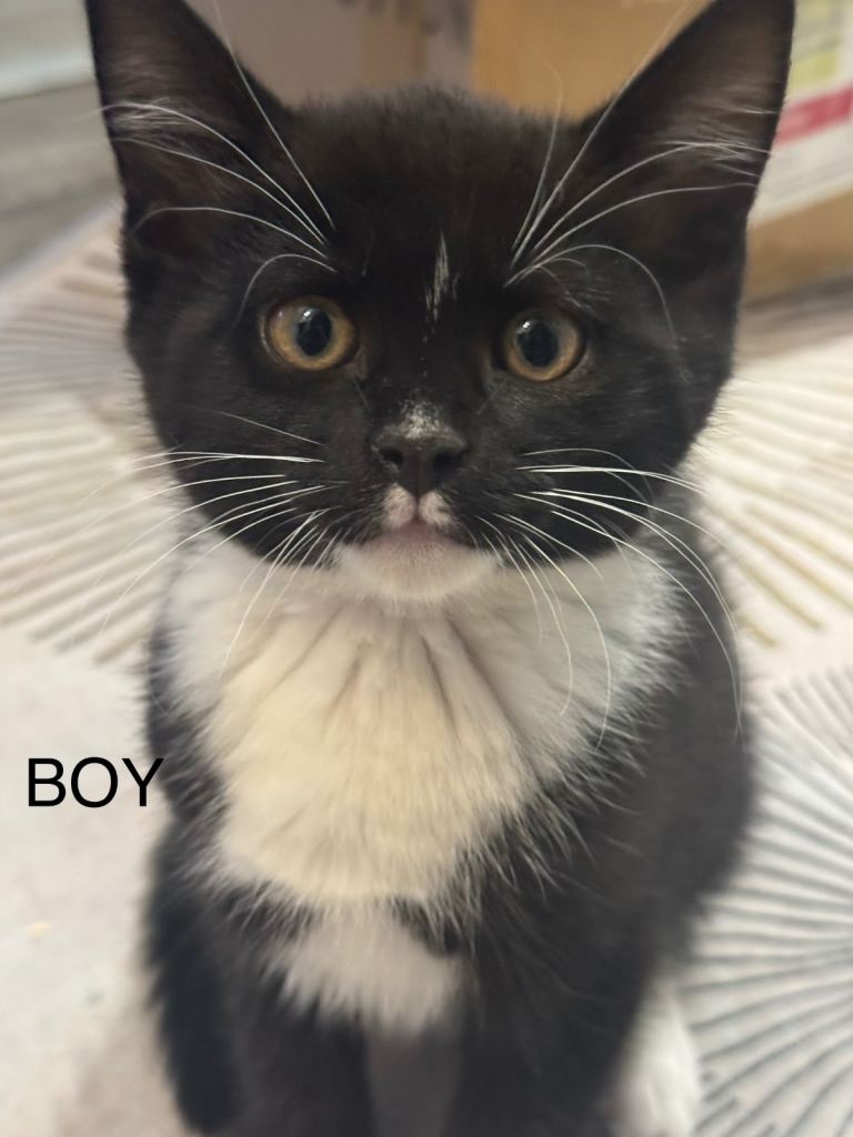 Kittens
