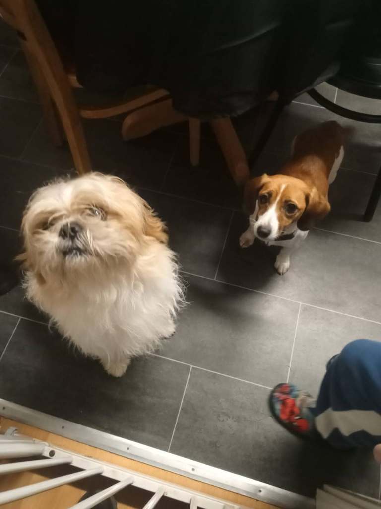 Lhasa apso Cross Jack Russell puppies