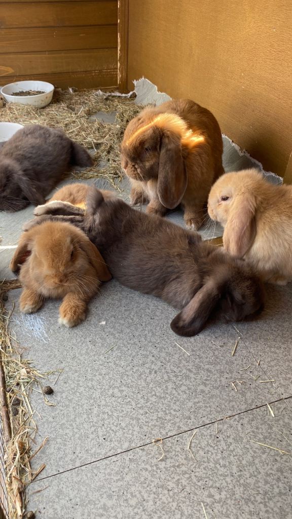 Rabbits Available (2 left)