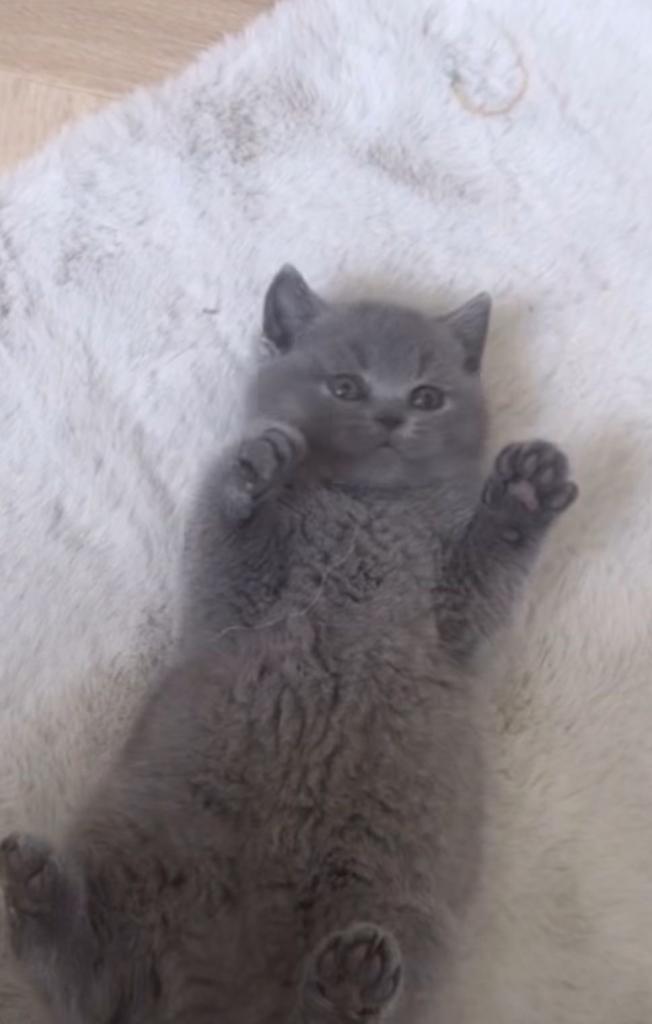 Lovely blue kittens 