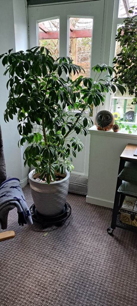 image for Big plants