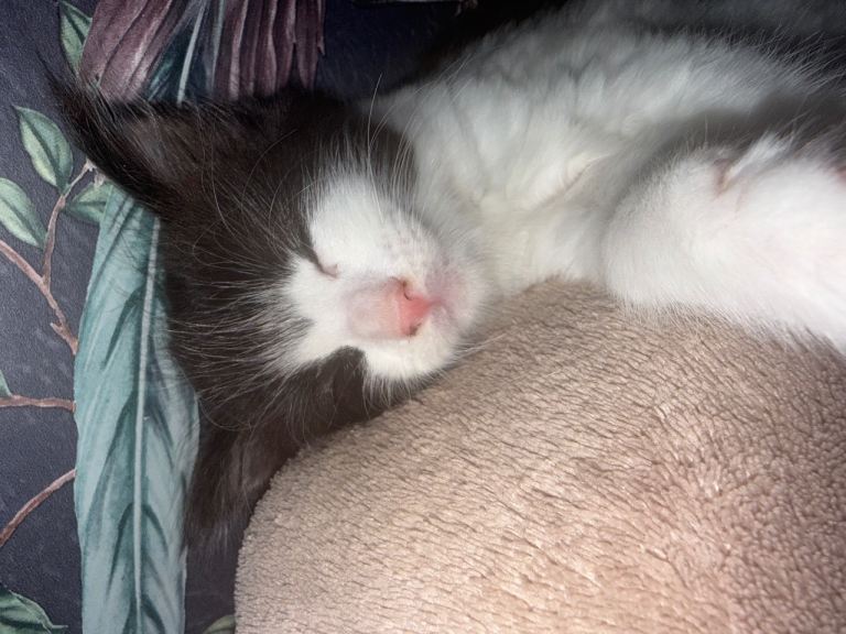 Kitten