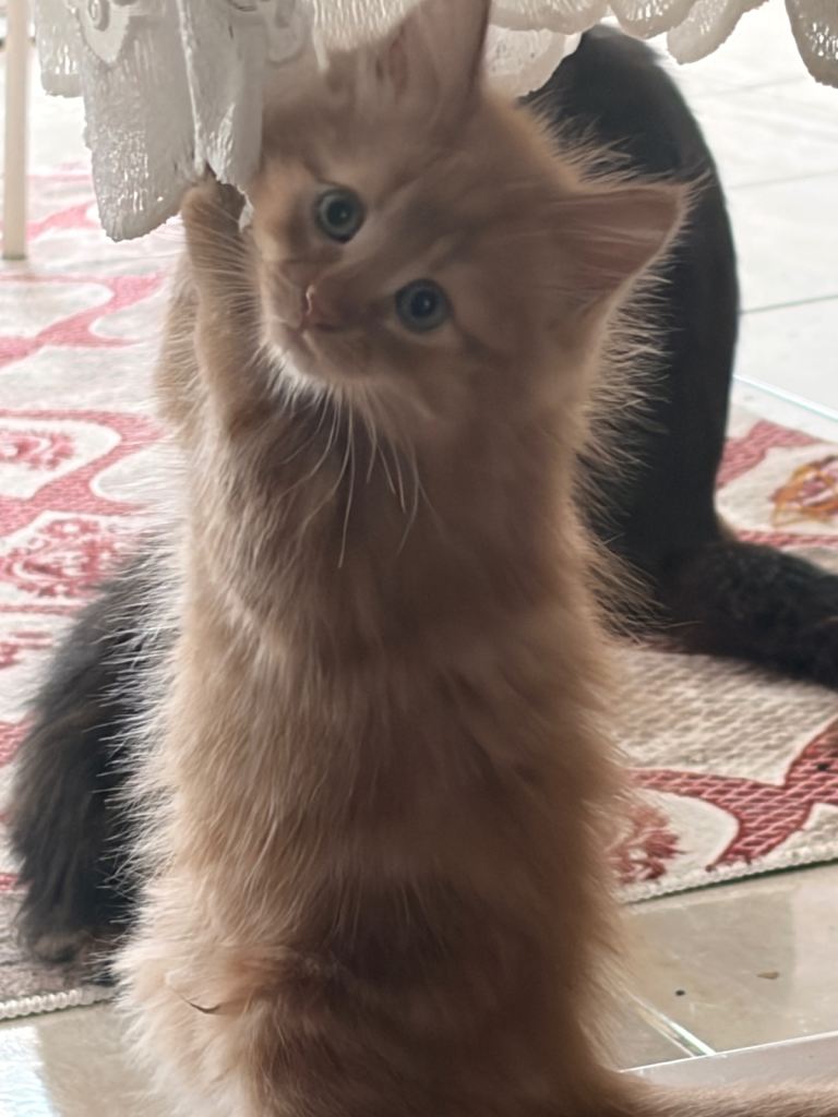 9 kittens for sale 