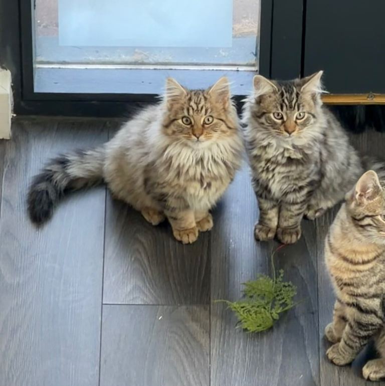 2 long haired kittens, Gartcosh 