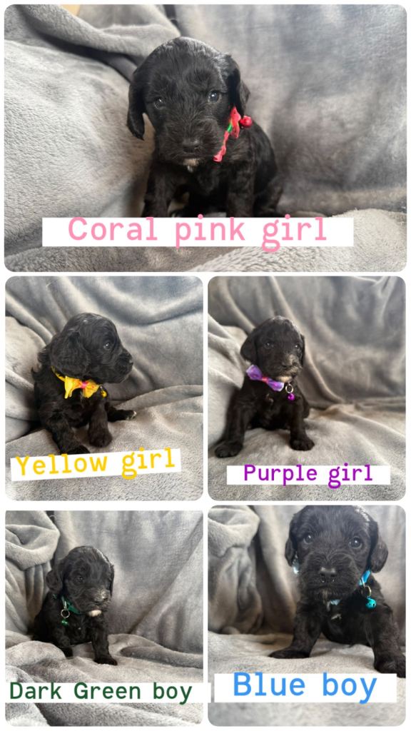 Cockapoo puppies  ready in 10 days 