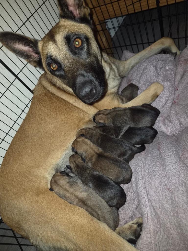 7 gorgeous little puppies 