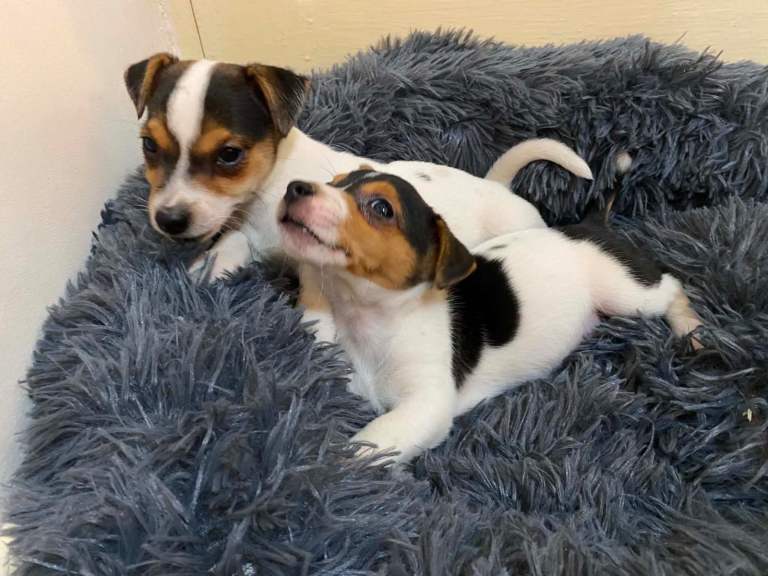 Jack Russell’s