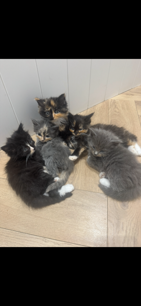 Kittens for sale 