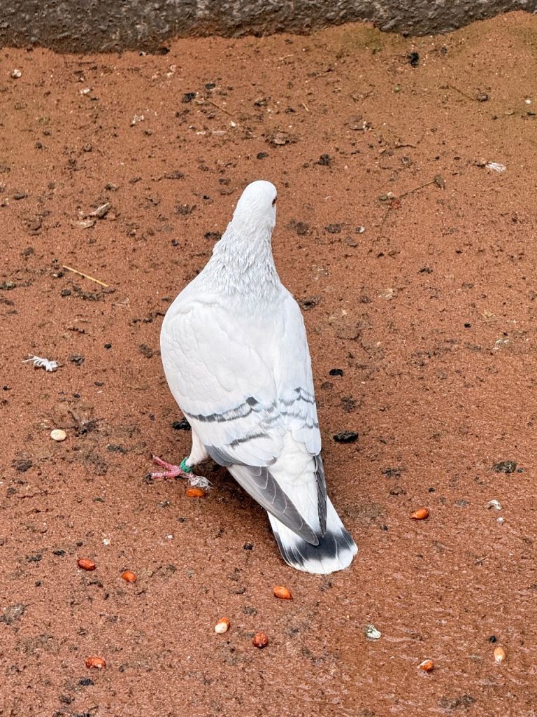 Pigeon