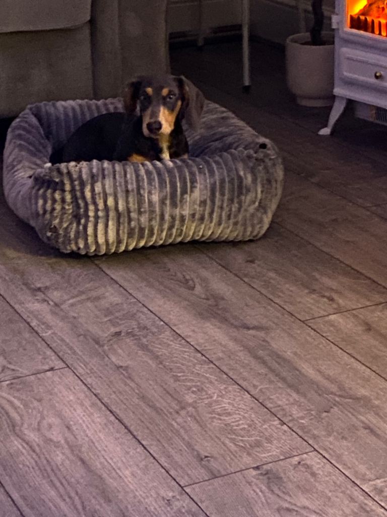 Miniature dachshund 4month old boy 