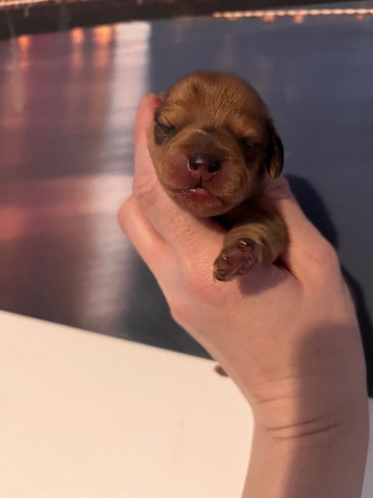 Beautiful Miniature Dachshunds 