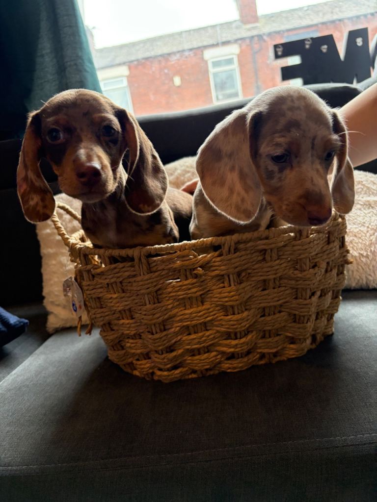 2 beautiful kC miniature Dachshund boys