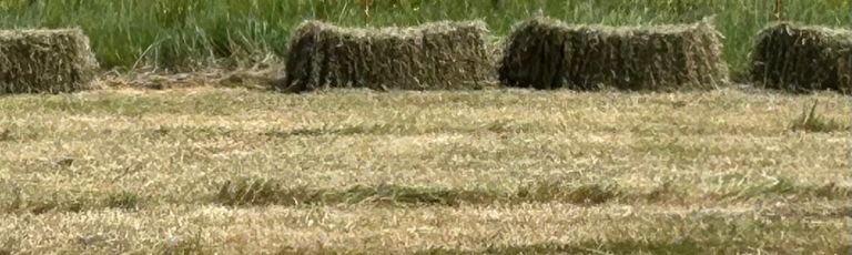 Fresh cut Hay
