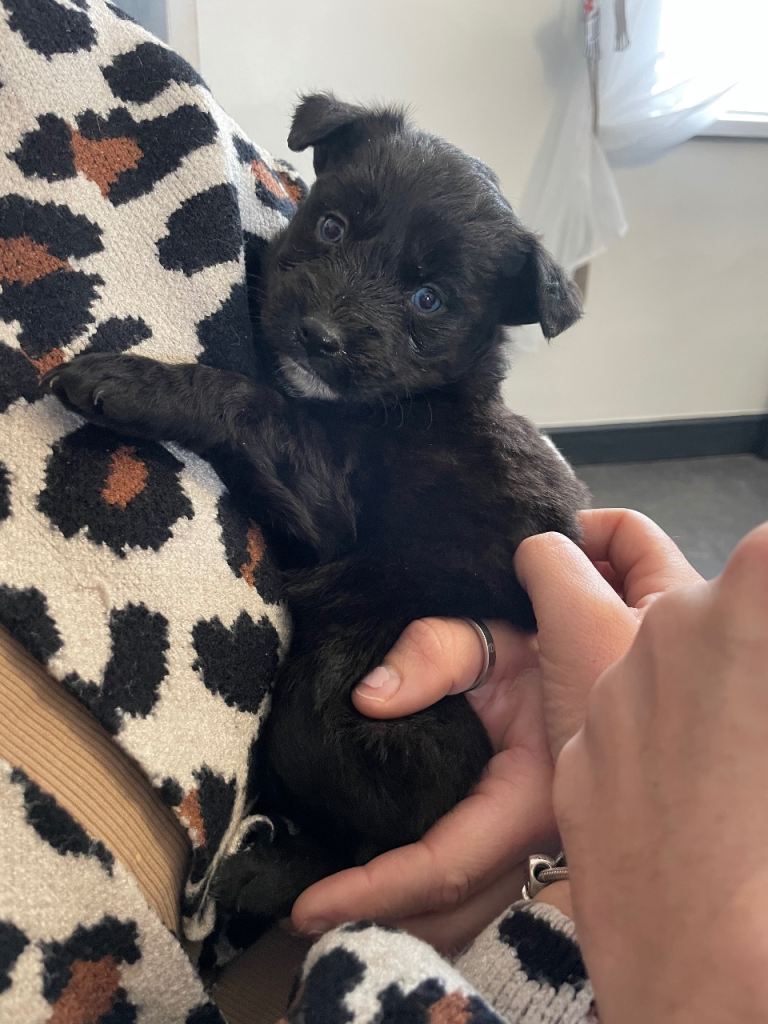 Ready now pomsky puppies 