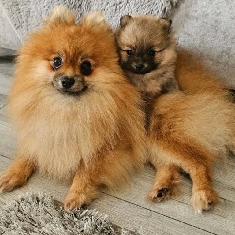 pomeranian