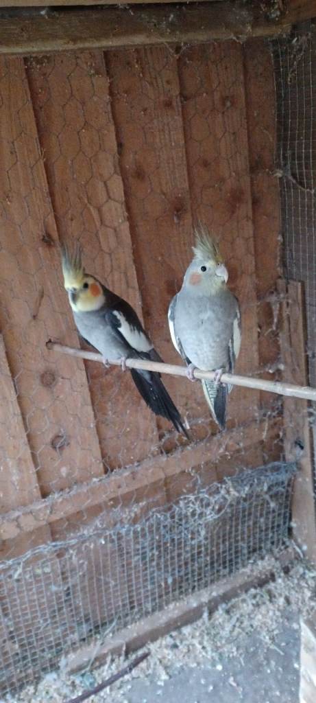 Cockatiels Pair for Sale £150