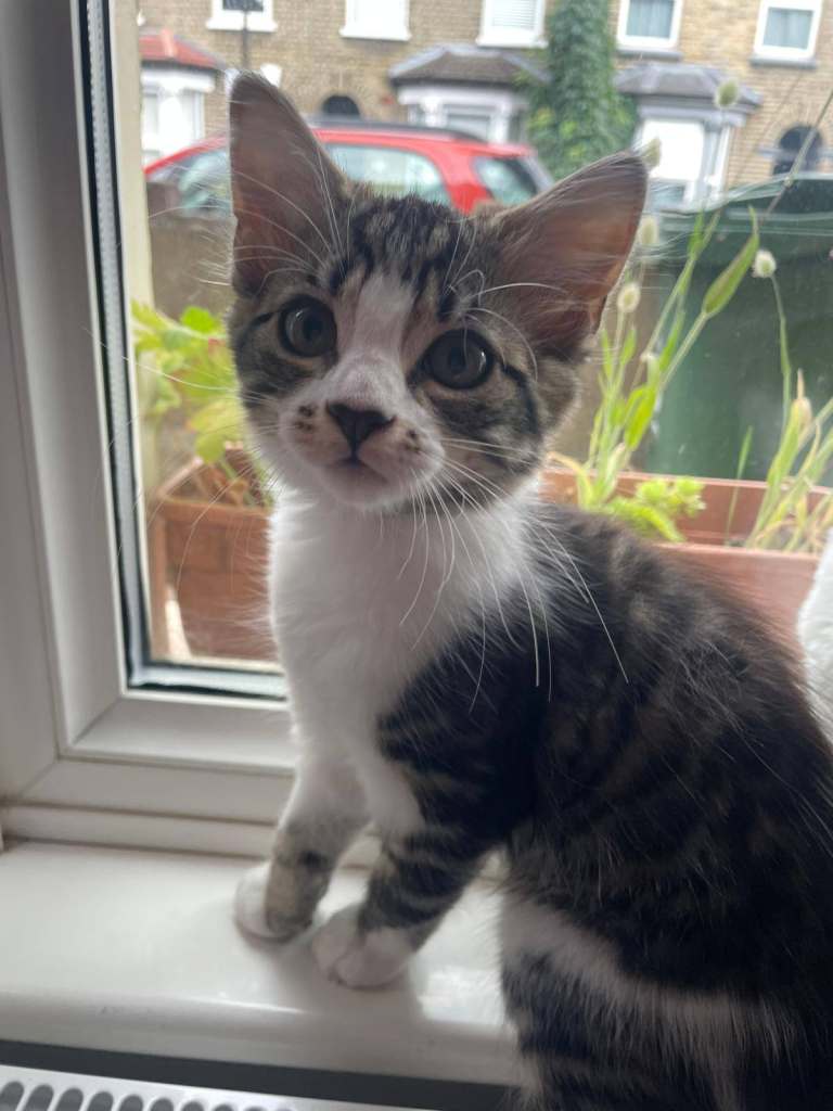 Friendly and Playful Kittens 