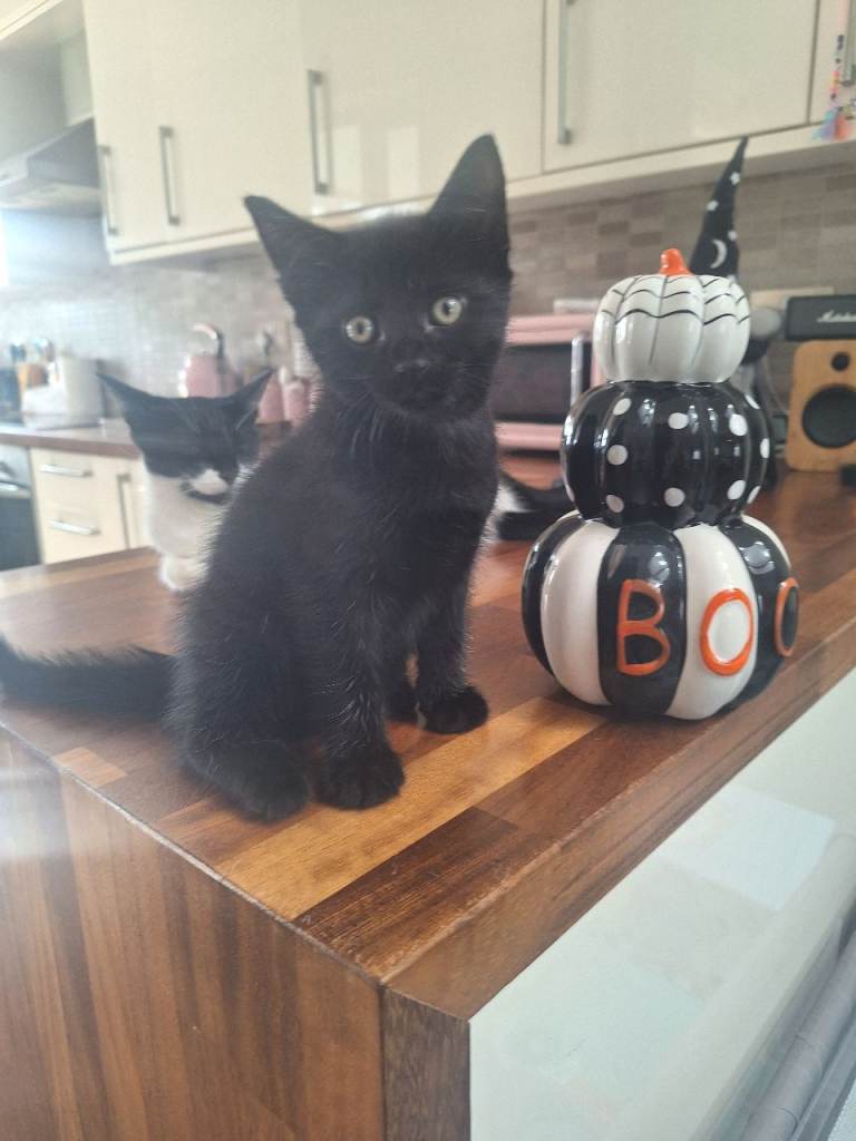 8wk old kittens 