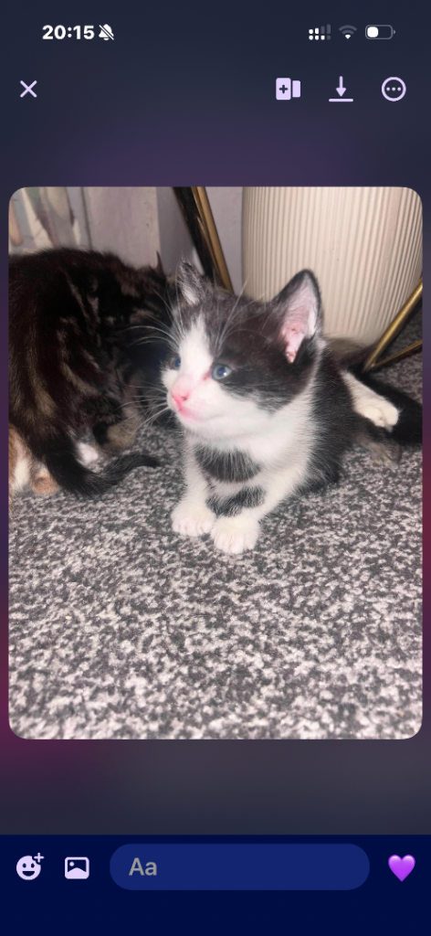 3 kittens looking for loving home 
