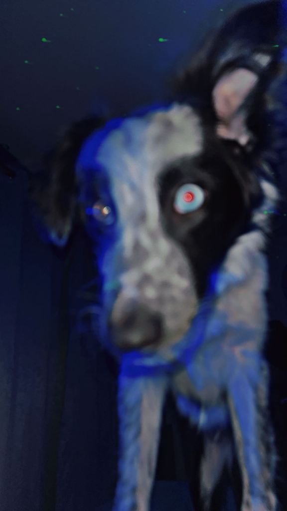 Female meral border collie 