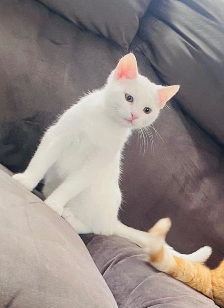 Melo