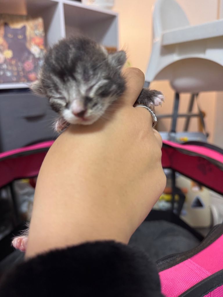 Tabby kitten