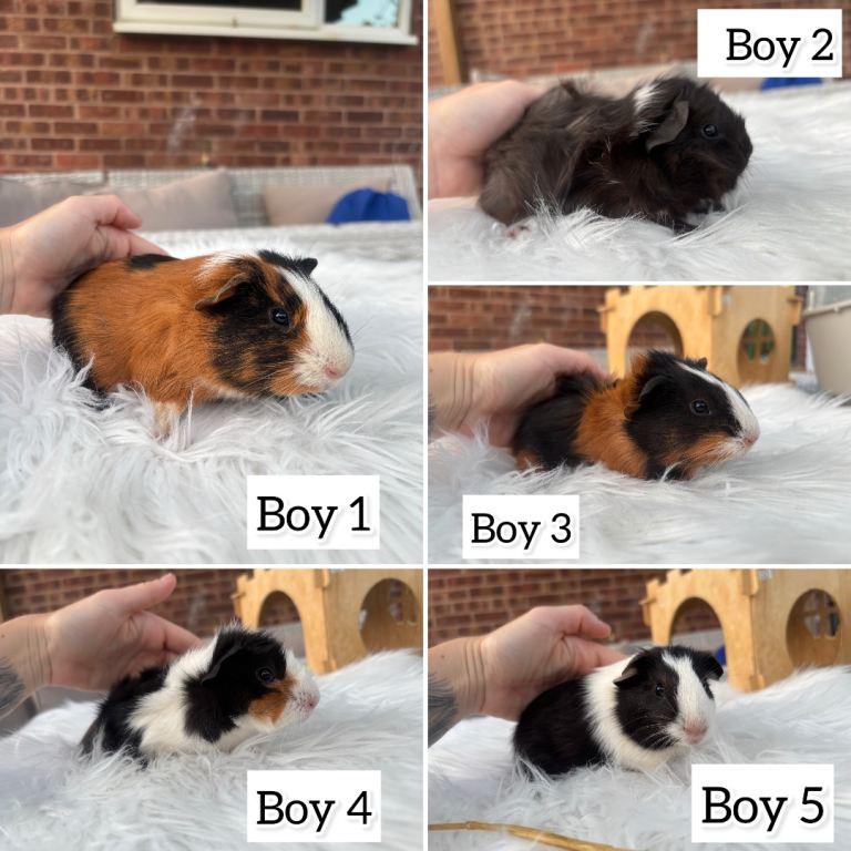 Baby guinea pigs