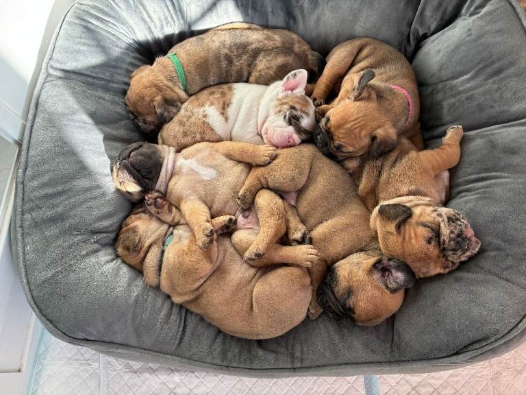 Unique French Bulldog x Boston Terrier (Frenchton) Puppies – Home-Raised