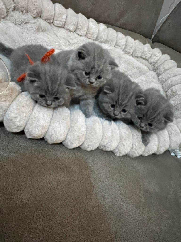 Kittens