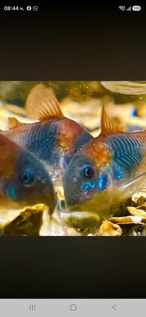 Fish for sale 