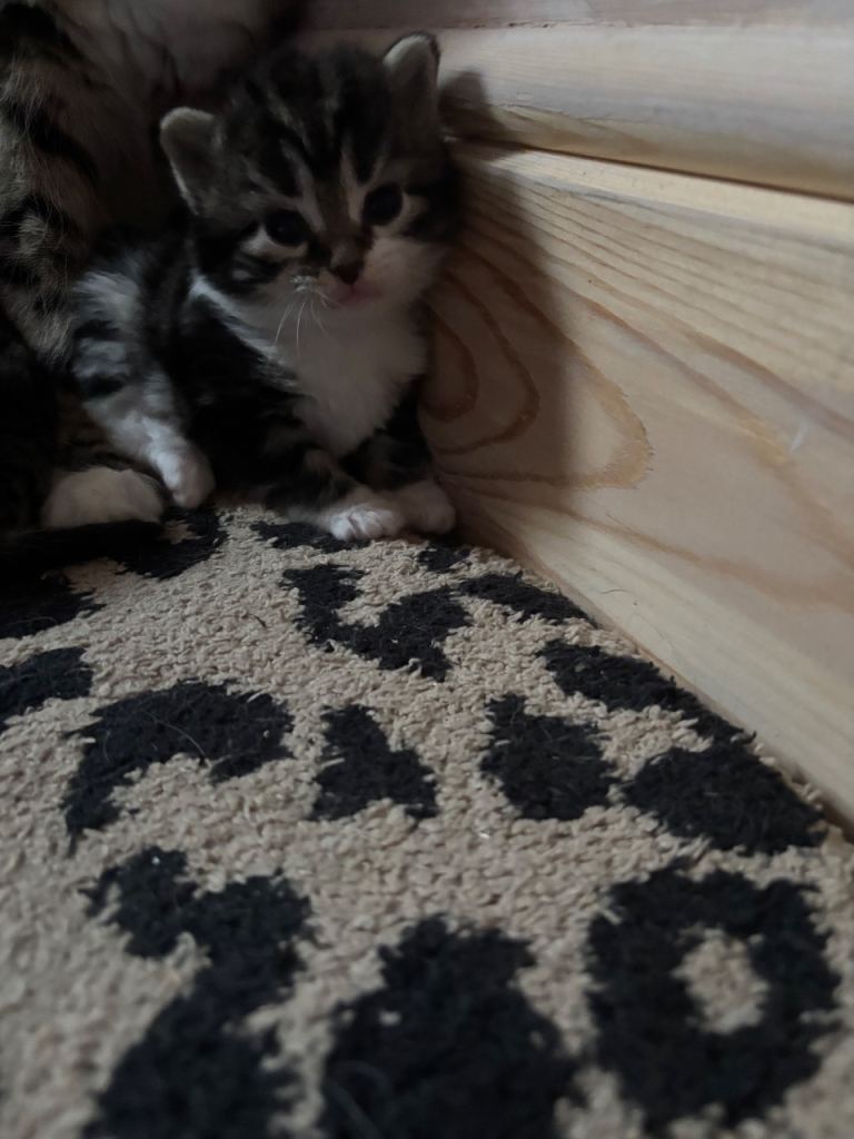 Fluffy mixed breed kittens 