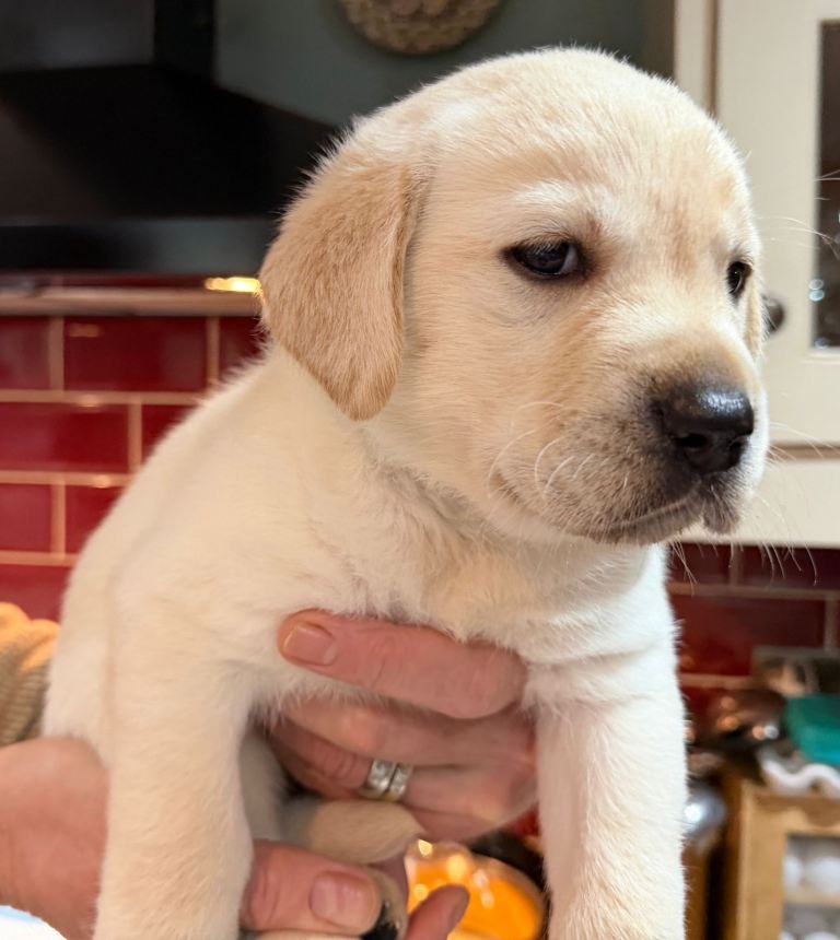 Pedigree Yellow Labrador puppies for sale - males