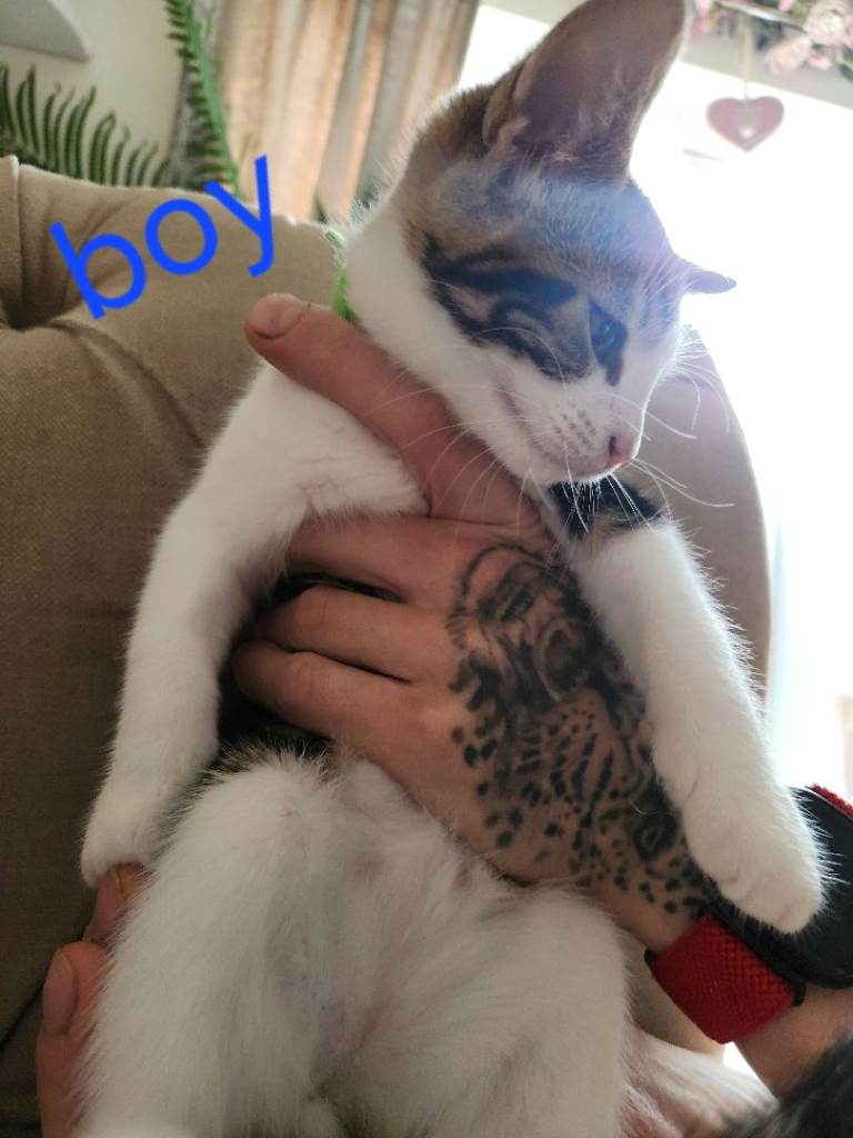 Kittens for sale 