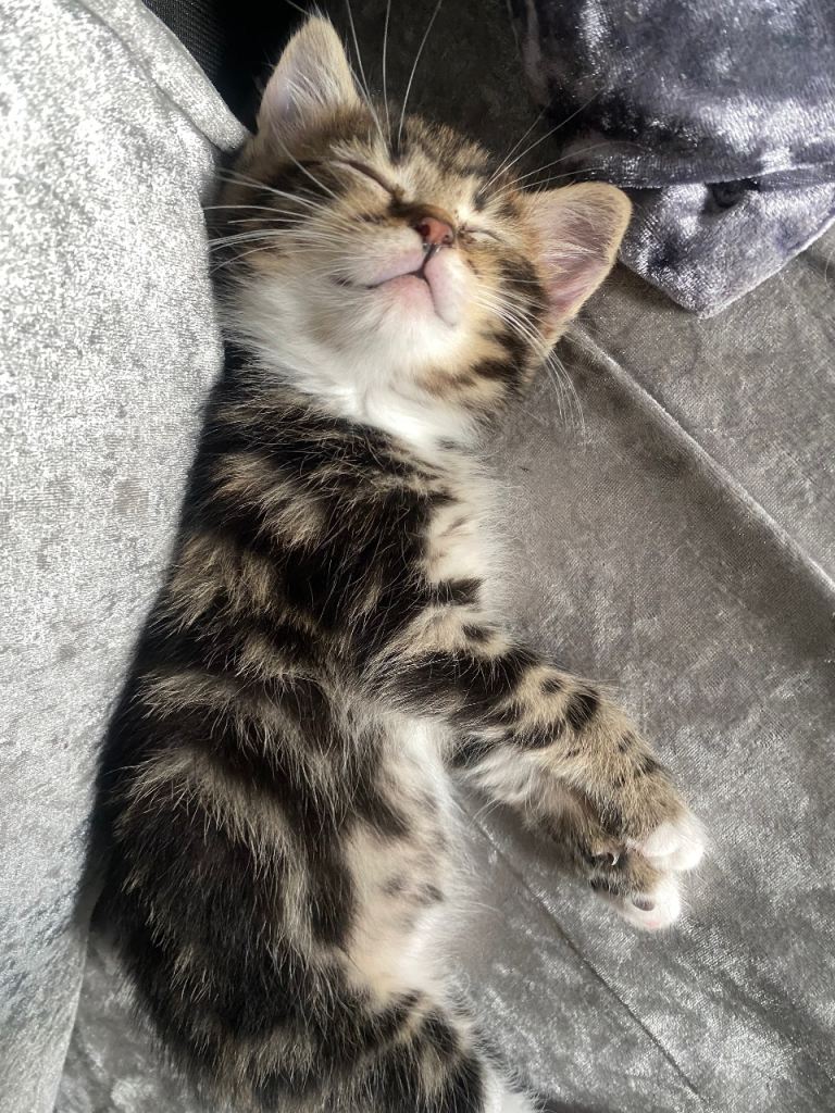 Male tabby kitten 