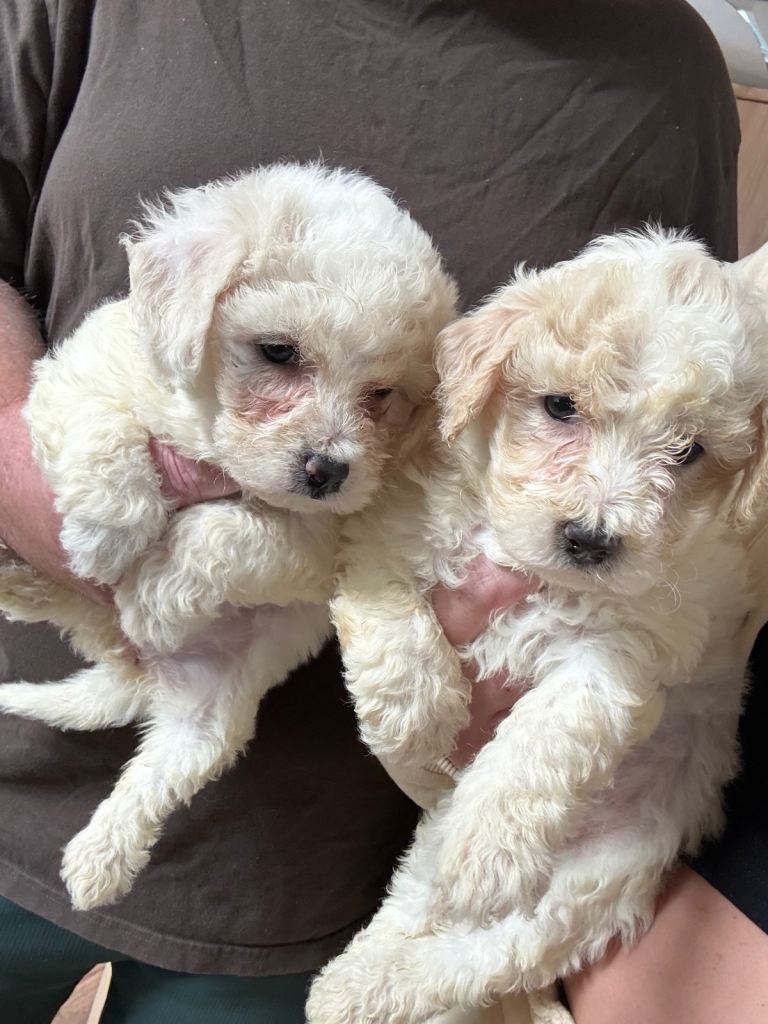 Adorable Bichion Frise Puppies 