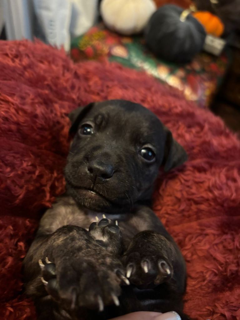Staffy puppies