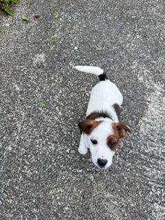 Mini Jack Russell cross Puppies