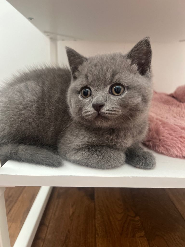 🐾 Beautiful Grey British Shorthair Female Kittens – Vaccinated, Microchipped & Ready Now! 🐾