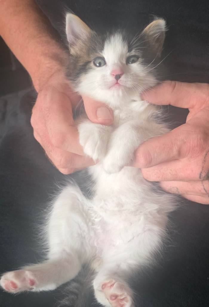 Beautiful kitten tabby and cream