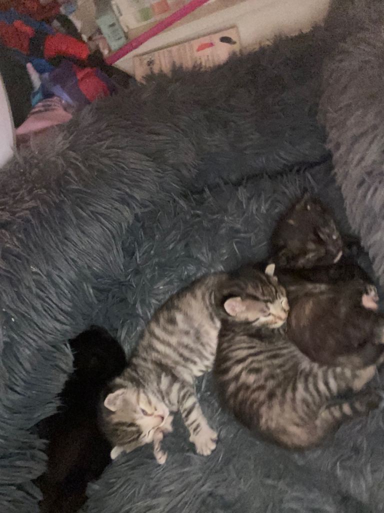 4x kittens available 20th October 