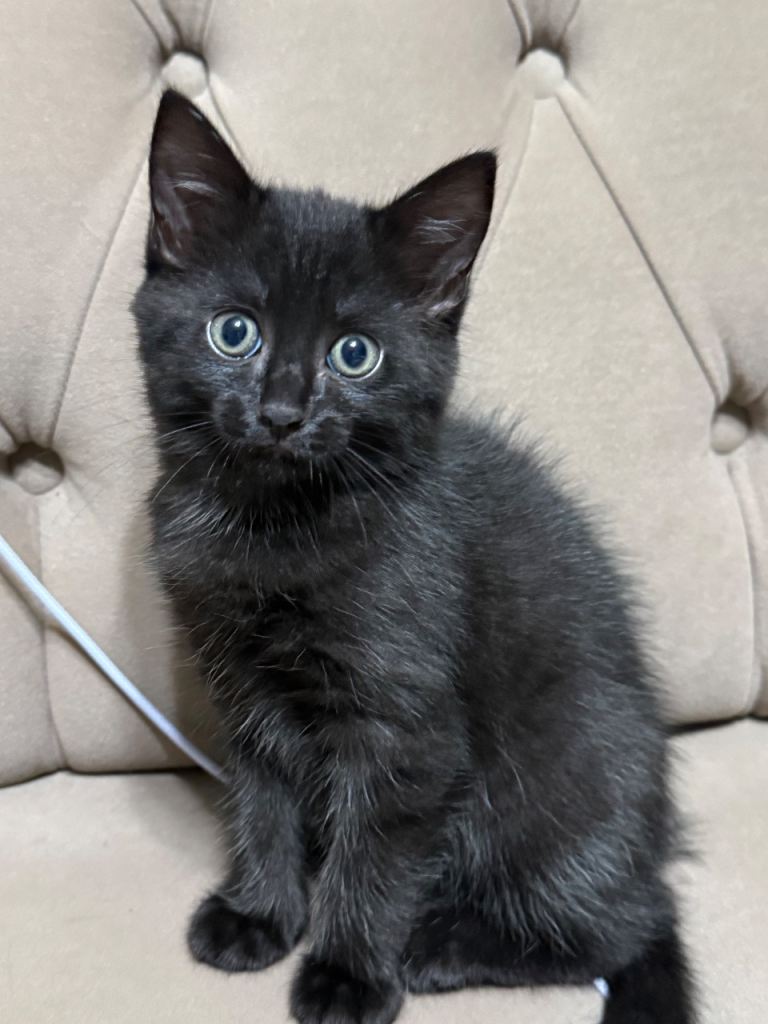 kitten for sale