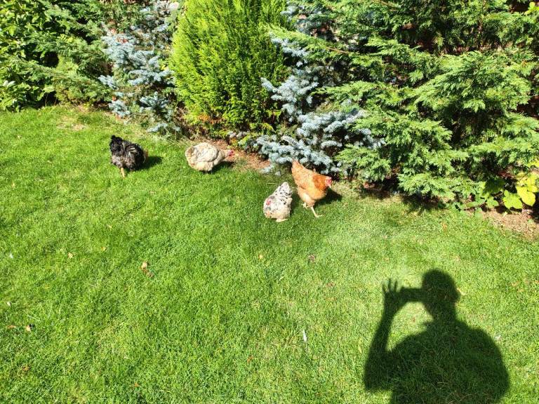 image for Chickens and chicken coop