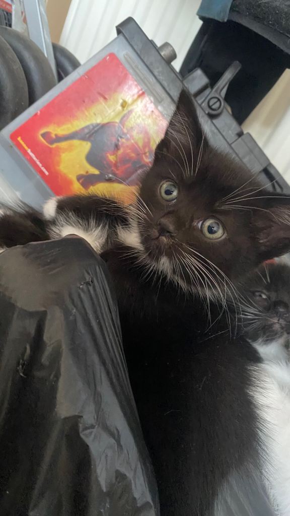 Kitties ready 