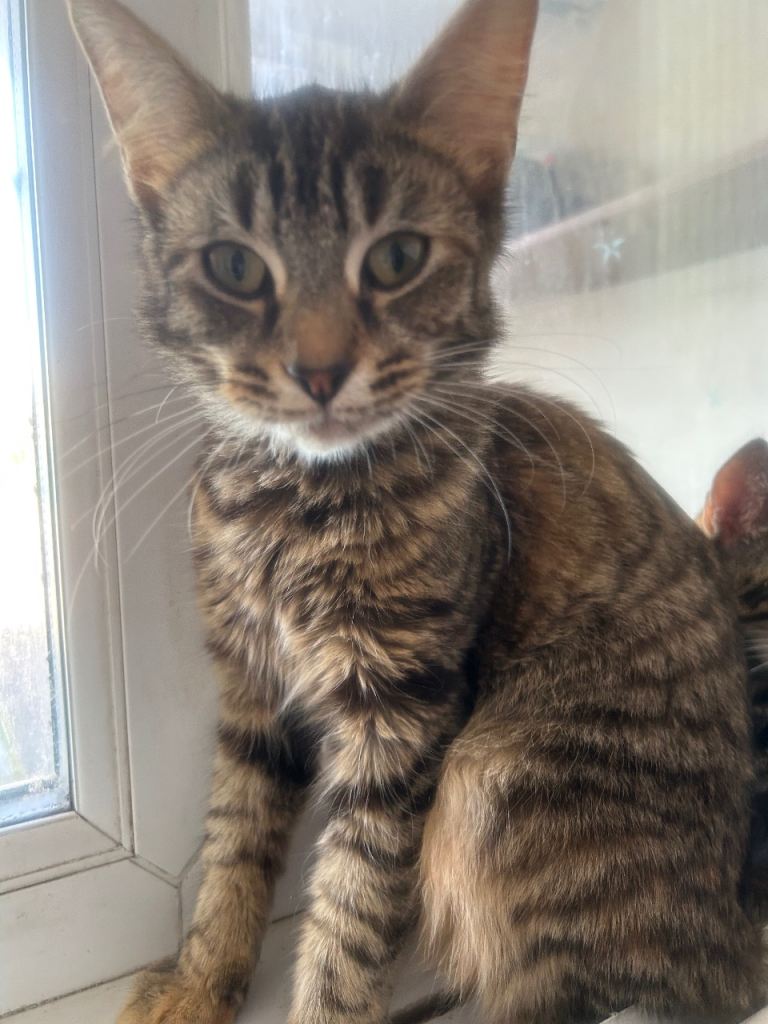8 week old Playful kittens for sale