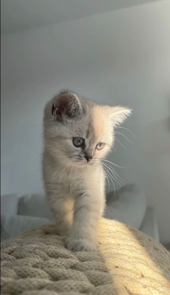 FEMALE KITTEN FOR SALE 🐾