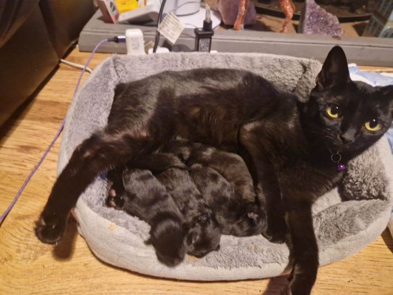 Domestic black siamese kittens