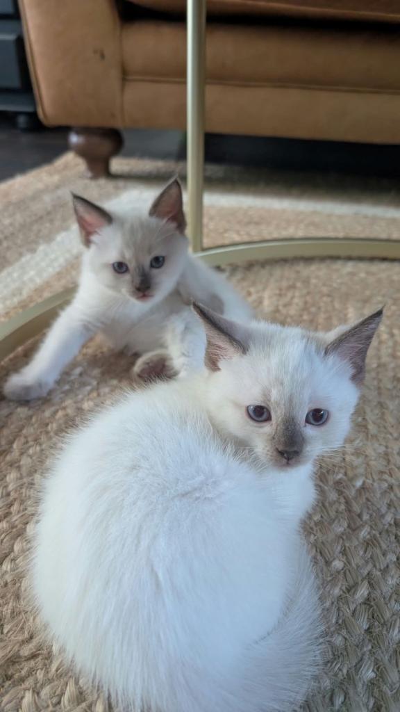 Kittens