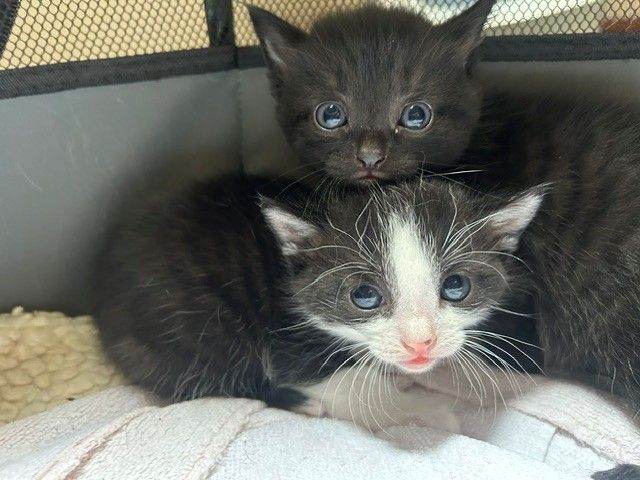 Gorgeous Litter of Black-and-White Kittens Looking for Forever Homes!